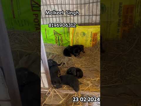 Jarman shafd Dog 🐕🐕.  #dog #dogs