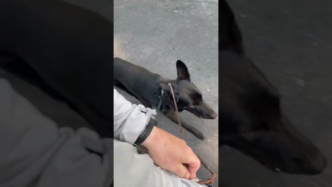 Dog Training - German Shepard Heel, Sit, & Down On Walk