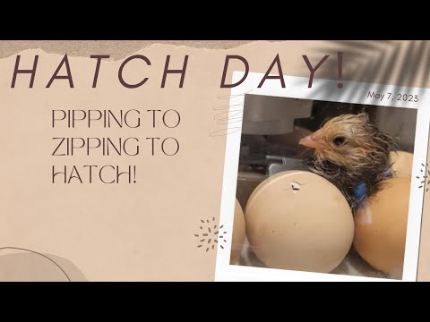 Baby Chicks Hatching! They Have Arrived! From Pipping to Zipping to Hatch! (short version)