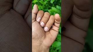 Download lagu Asianbeetlesyou'veneverseen#anyuniqueanimals#beetle#insects#beautifulinsects#nature#wildlife# mp3