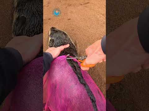 Seal Was Wrapped Like a Mummy! #shorts