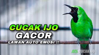 Download lagu AWAS NYAUT ! CUCAK IJO GACOR COCOK UNTUK DONGKRAK EMOSI IJO DEWASA AGAR CEPAT JAMTROK NEMBAK ISIAN mp3