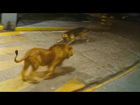Craziest Animal Fights of ALL TIME