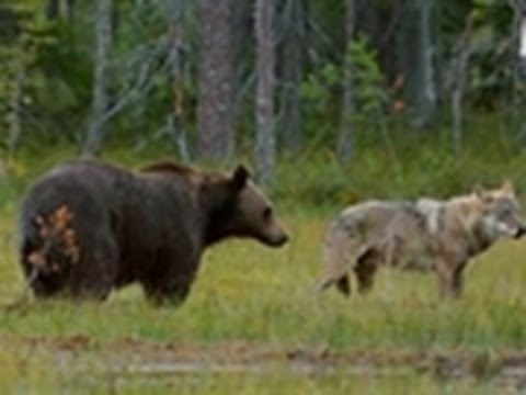 wolf vs bear fight