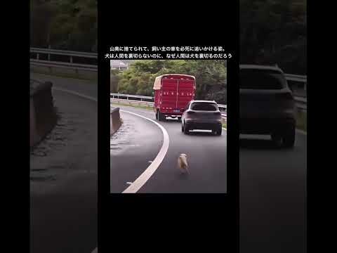 飼い主に捨てられてもなお、飼い主の車を追いかける小さな犬 #shorts #animals #dog #捨て犬 #保護犬
