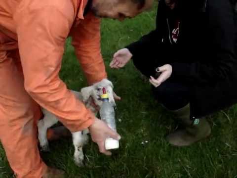 Sarah Melody Feeding a lamb in Shetland, Scotland
