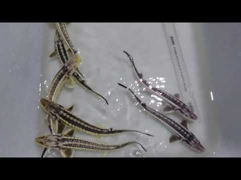 Rare Russian Sturgeon #sturgeon  #fish #caviar