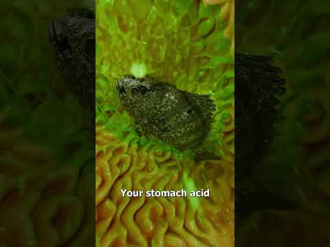 What If You Swallow A Live Fish? 🤔