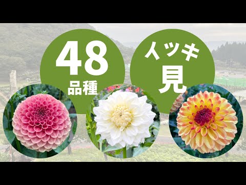 ダリアの品種: ダリアの全クラスの概要 植物