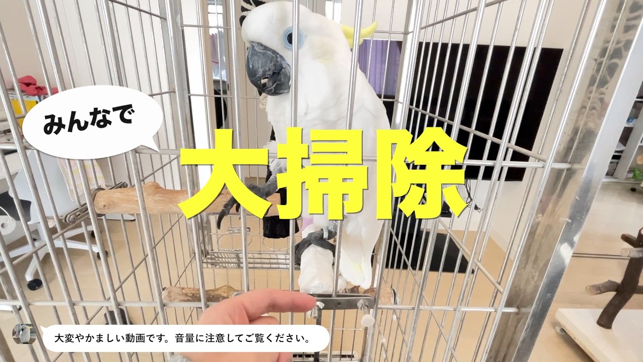 全員うるさい、ケージの大掃除