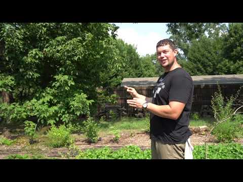 Homestead Tour- 2 acres- zone 7b- gardens, animals, fruits, pond, and more