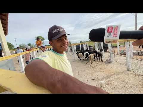 Feira de Ovelhas e Suínos em Senador Rui Palmeira - AL 31 - 03 - 2026 #nordeste