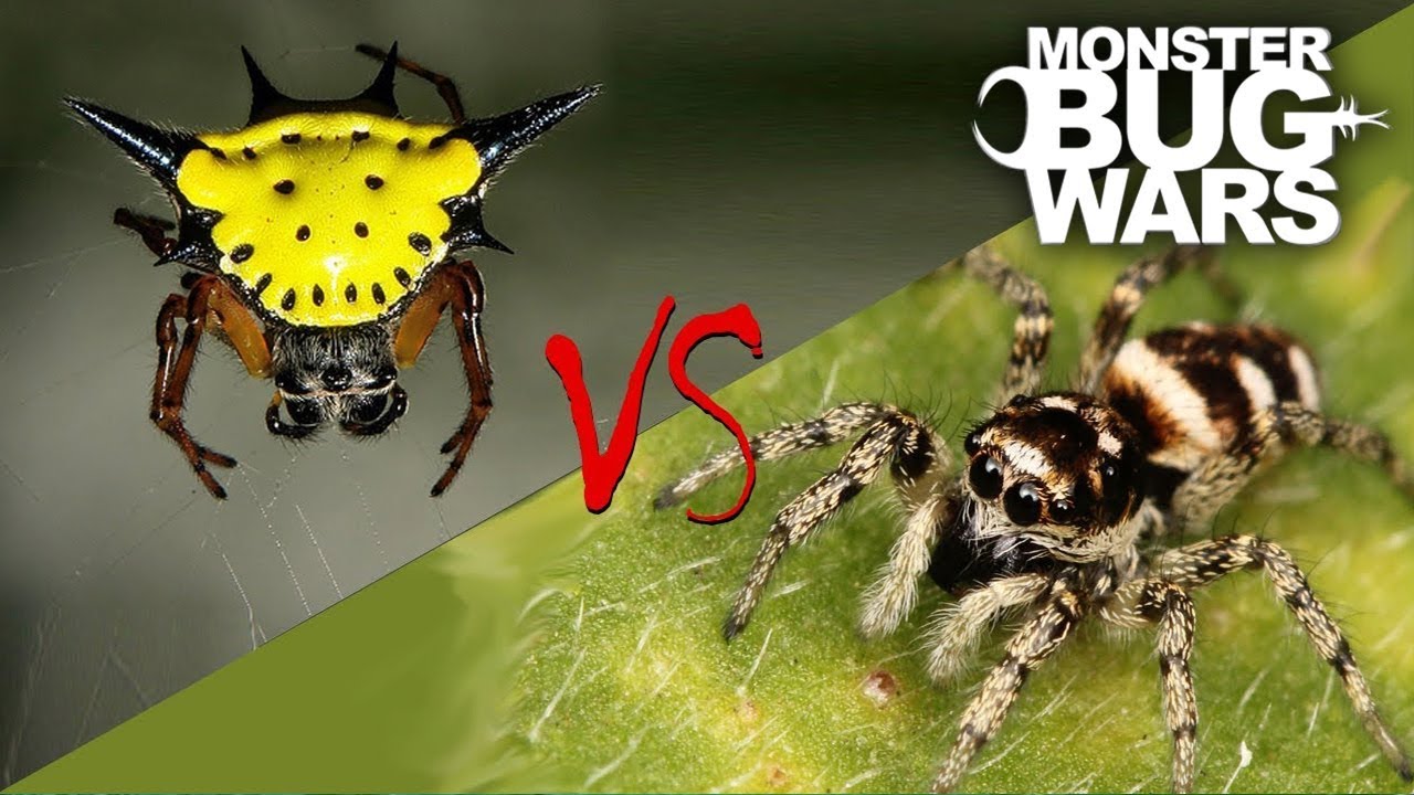 Spider vs Spider Showdowns #6-8 | MONSTER BUG WARS