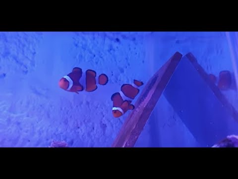 How To Breed Clownfish Part 2