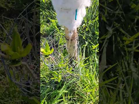 Sadnja maslina poljoprivreda 3.godina (maslinik)