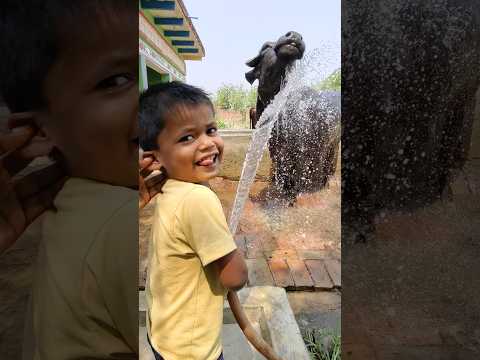 small cows tr try ut t gf g gh hg f vh #sachettandon #bhushan