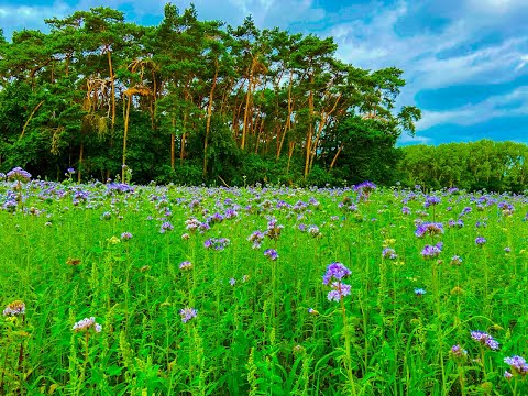 Ons dorp Bonheiden-Rijmenam
