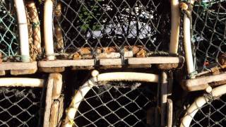 That was the river behold the sea