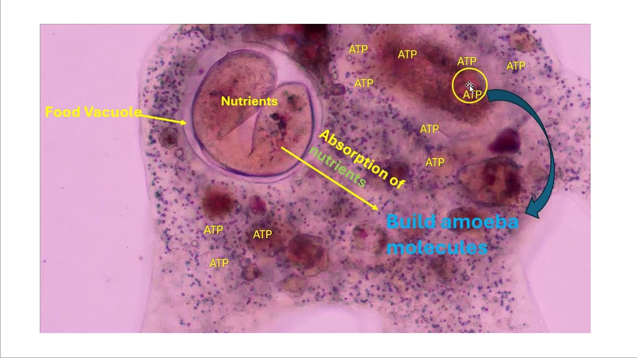 Amoeba chemistry of life