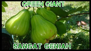 Download lagu Jambu Green Giant' masih kecil pendek berbuah usia 1 tahun mp3 Download lagu Jambu Green Giant' masih kecil pendek berbuah usia 1 tahun mp3