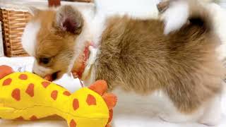 ハーフ犬の動画02