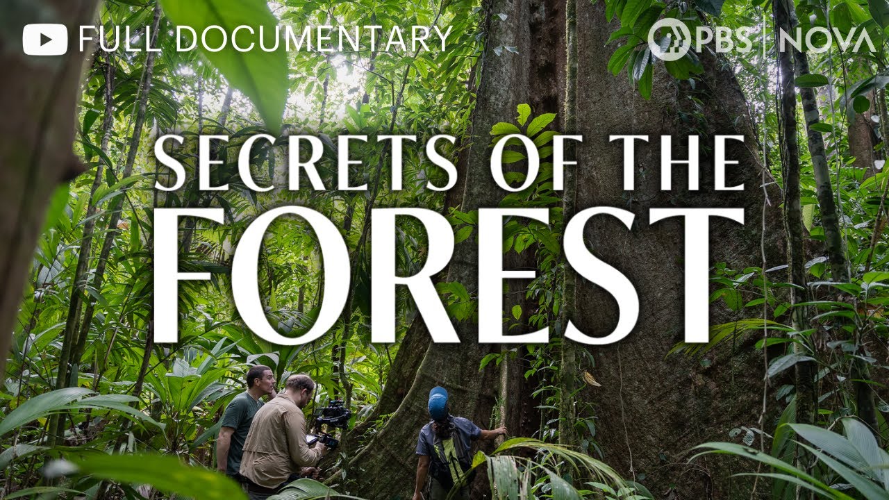 Secrets of the Forest | Full Documentary | NOVA | PBS
