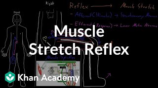 Muscle stretch reflex