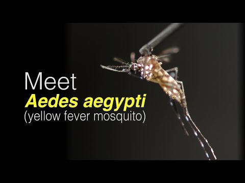Meet Aedes aegypti
