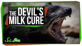 Using Devil's Milk to Kill Superbugs