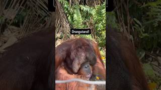Amazing @crystalcruises excursion to an Orangutan Sanctuary #orangutan #wildliferescue #invited