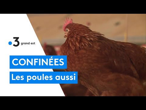 , title : 'Risque élevé de grippe aviaire : les poules confinées'