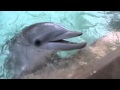 Dolphin Fetch
