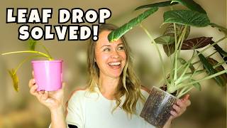 The Weird Reasons Your Alocasia Keeps Dropping Leaves