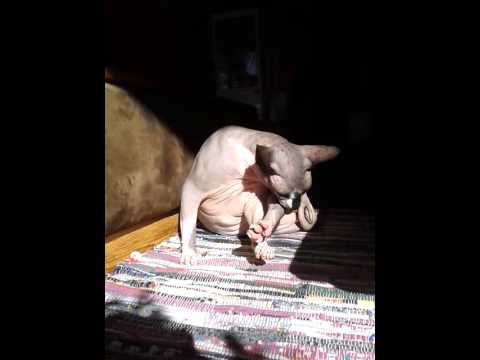 Taita Face Zaramon 2015.02.16.