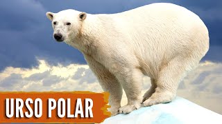 URSO POLAR! O Predador do Ártico!