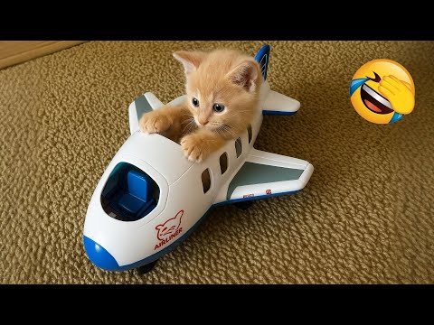 Try Not to Laugh 😂 The Funniest Cats and Dogs 😹🐶 Part 3