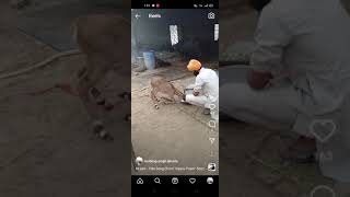 Daana paani @Tarsem jassar