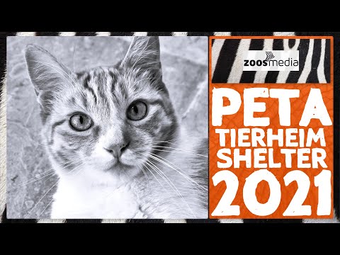 Terrible Record of PETA's Shelter 😱 | zoos.media