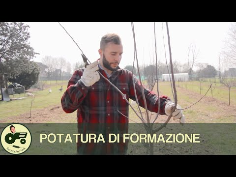 La potatura di formazione - Il contadino Nick