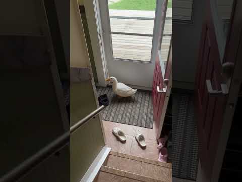 duck snuck into the house