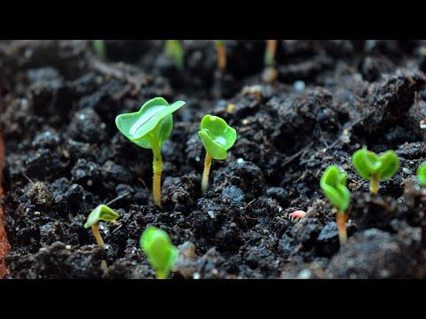 Thinning Seedlings How to Select The Healthiest Seedlings