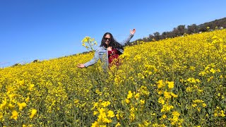 Canola fields,York WA, Golden Canola, Canola flower, Beautiful Nature