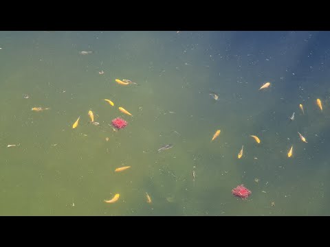 THEY ARE HUGE !! Koi Breeding 2020 - 25/1  EP6