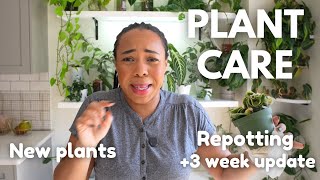 THIS IS WHY you isolate new plants 🤢 Let's water 💦& HOYA repotting & 3 WEEK UPDATE! 🪴