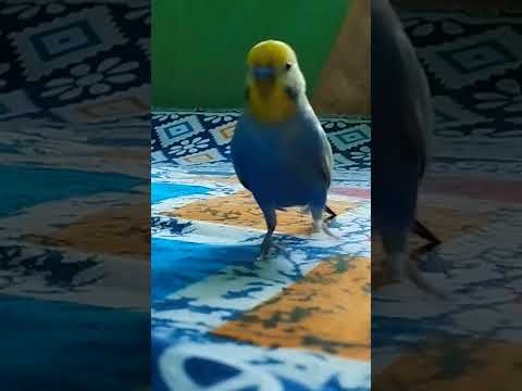 🐦♥️#bajrigarbirds #birds #parrot #rainbowbird #cute #talkingbirds #fun #budgies #pets #minu