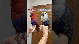 Blue Eclectus Female vs Normal Red Eclectus Female