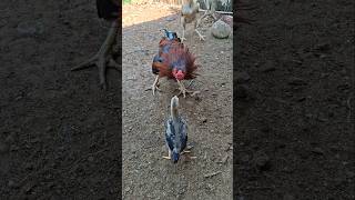 Download lagu like father like son || ayah dan anak ayam #aseel #aseelmurga #ayam #chicken #chicks mp3 Download lagu like father like son || ayah dan anak ayam #aseel #aseelmurga #ayam #chicken #chicks mp3