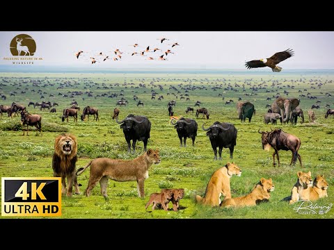 Legends of the African Savanna