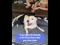 Dog Knee Brace Full Recovery Story