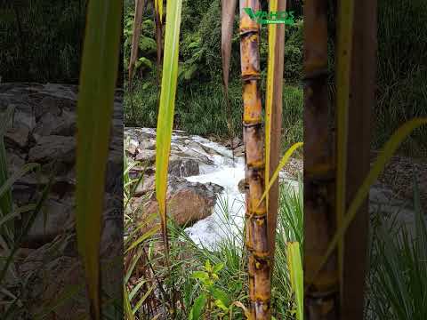Días lluviosos en Granada, Antioquia